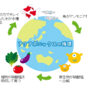 新潟　未来の食糧生産モデル！？水産養殖×水耕栽培＝アクアポニックス